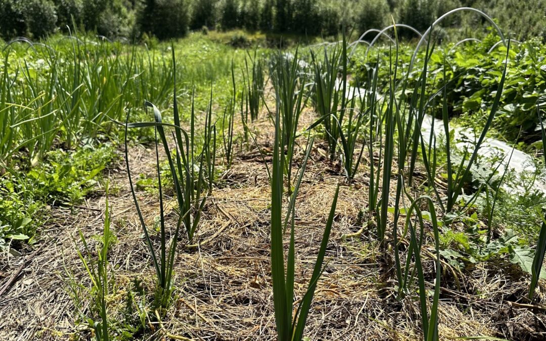 Agricultura Regenerativa