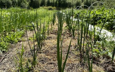 Agricultura Regenerativa